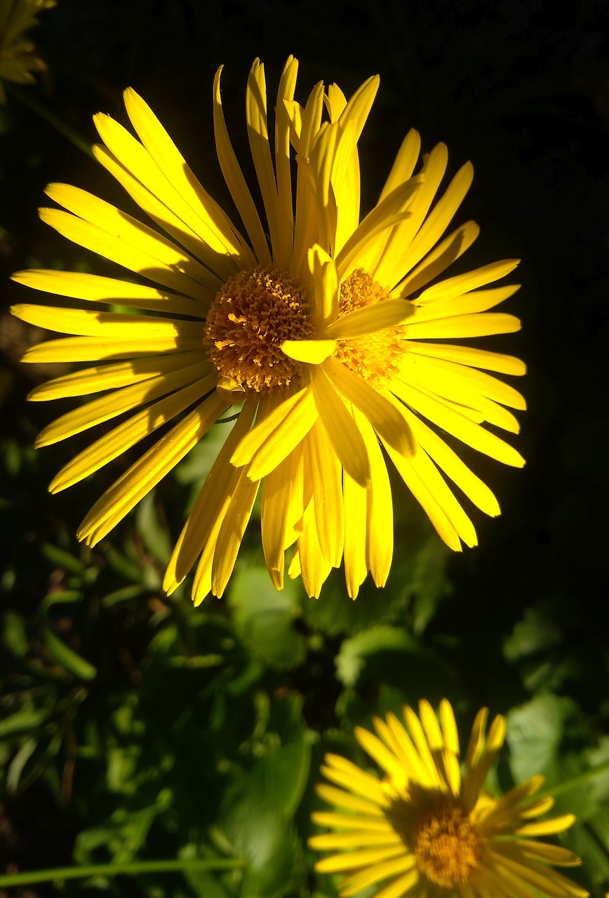 nature  flower  plant free photo