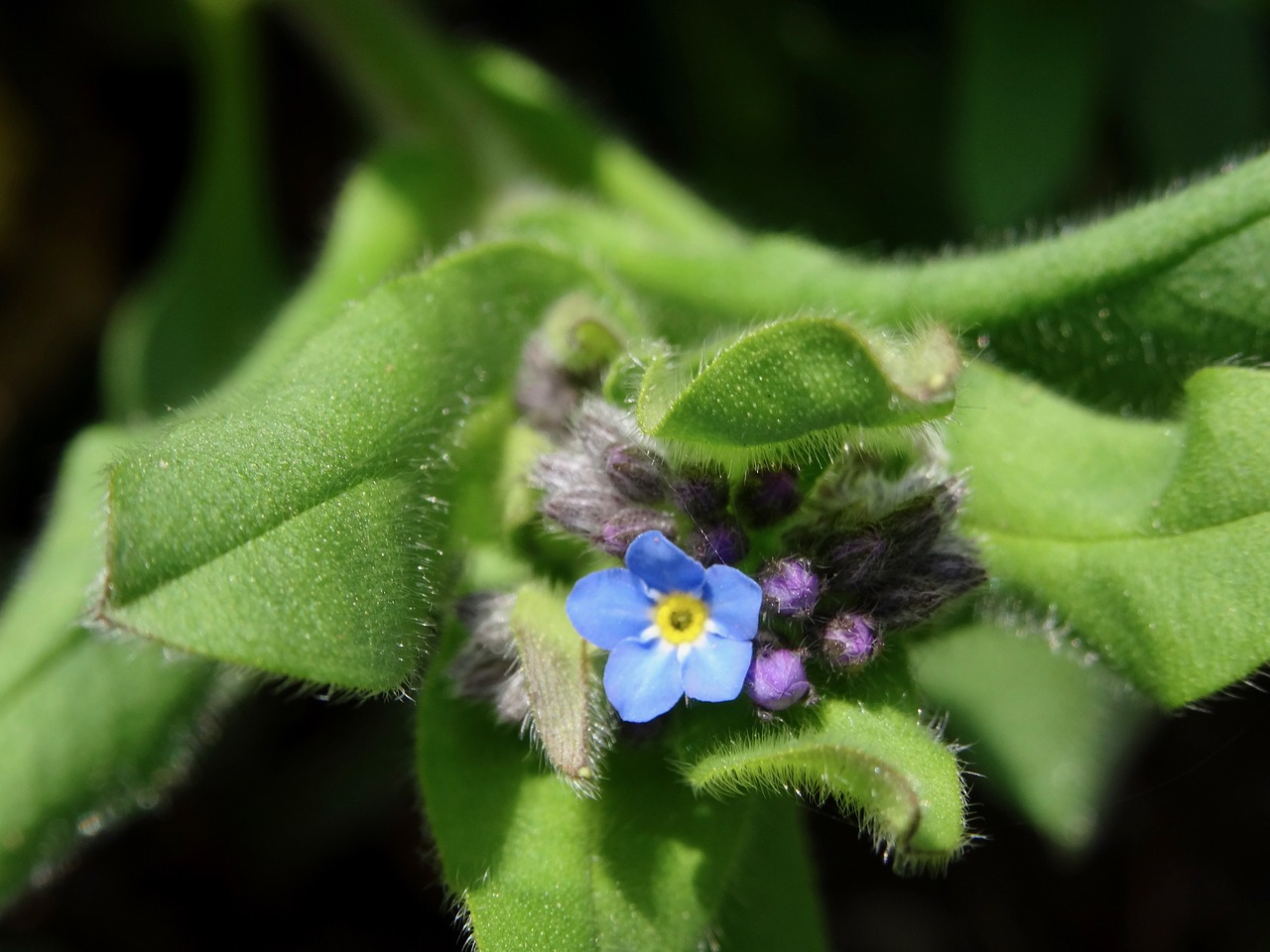 nature  flower  plant free photo