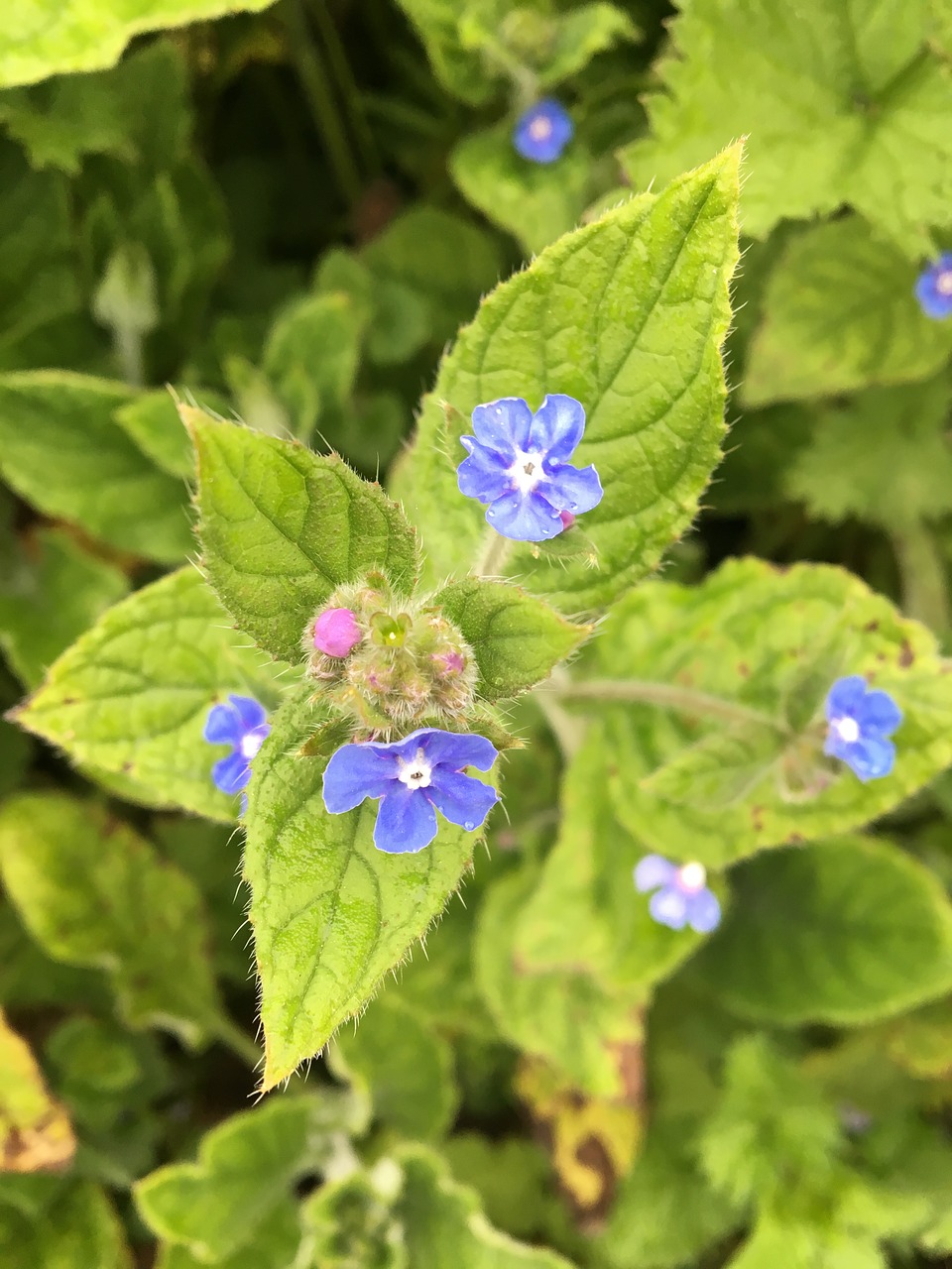 nature  leaf  flora free photo