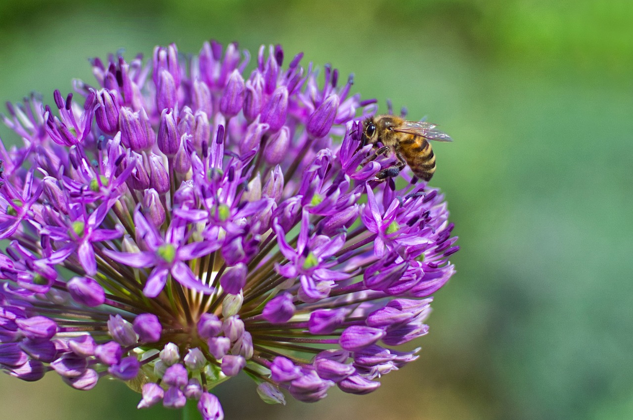 nature  flower  plant free photo