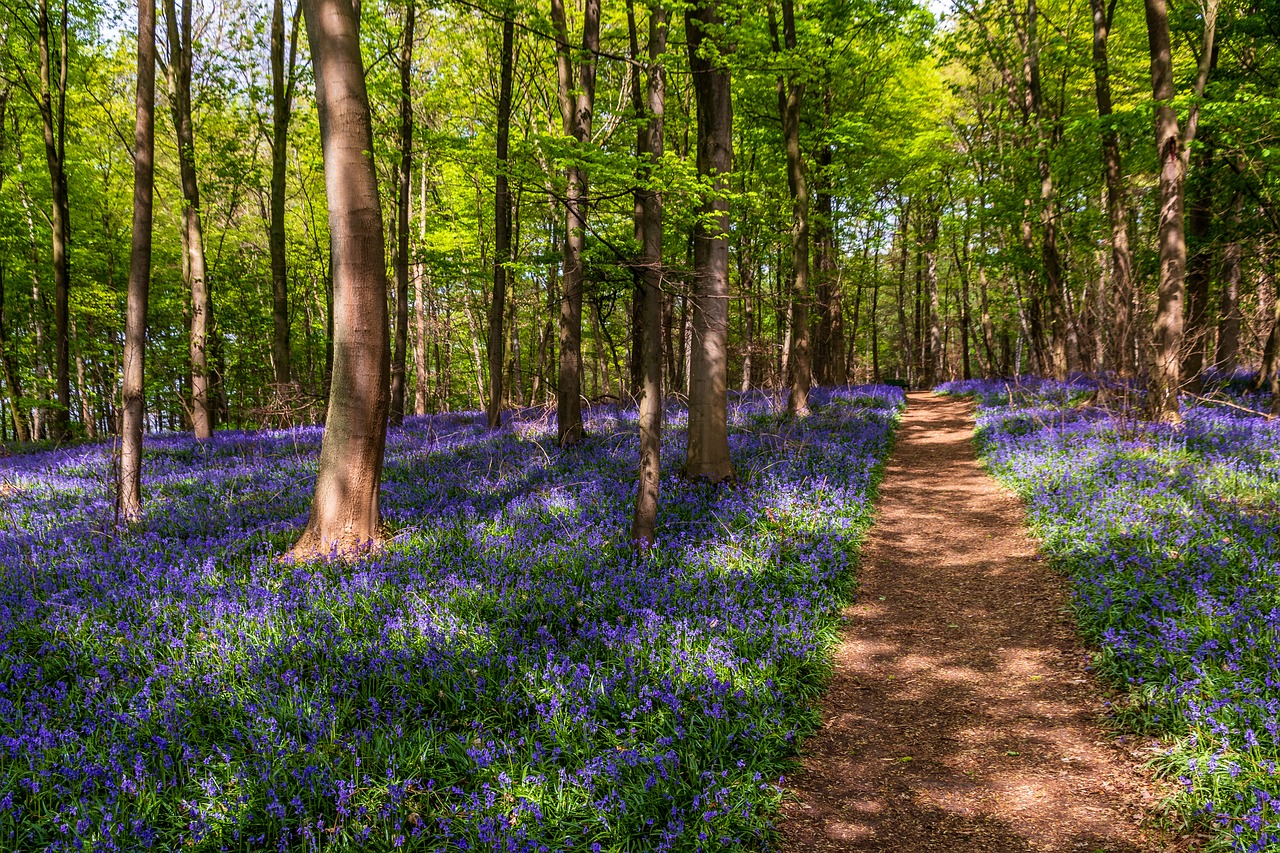 nature  flower  landscape free photo