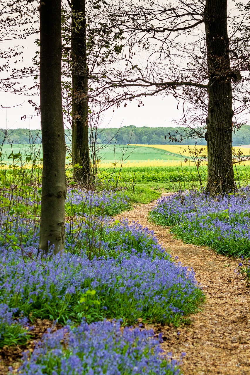 nature  flower  landscape free photo