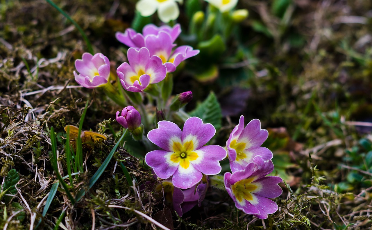 nature  flower  flora free photo