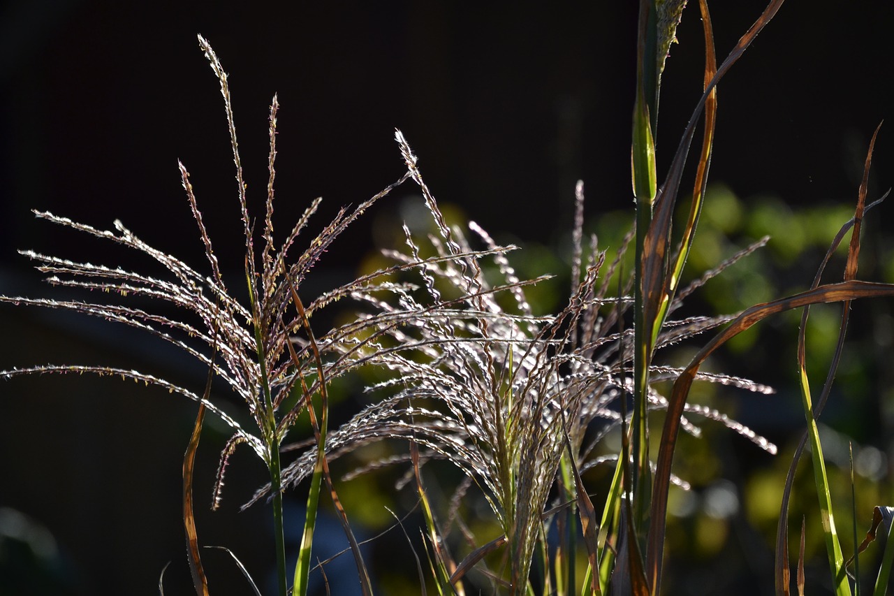 nature  plant  grass free photo