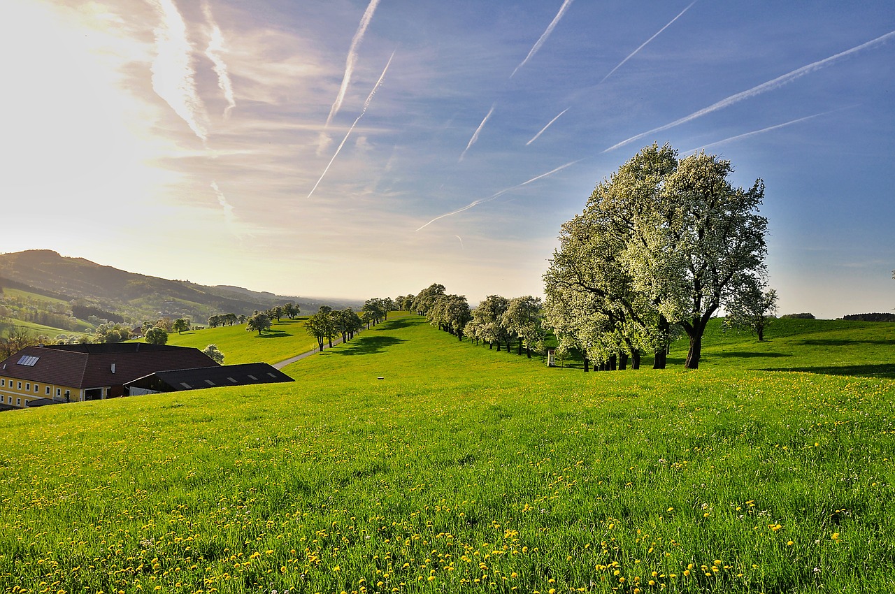 nature  landscape  trees free photo