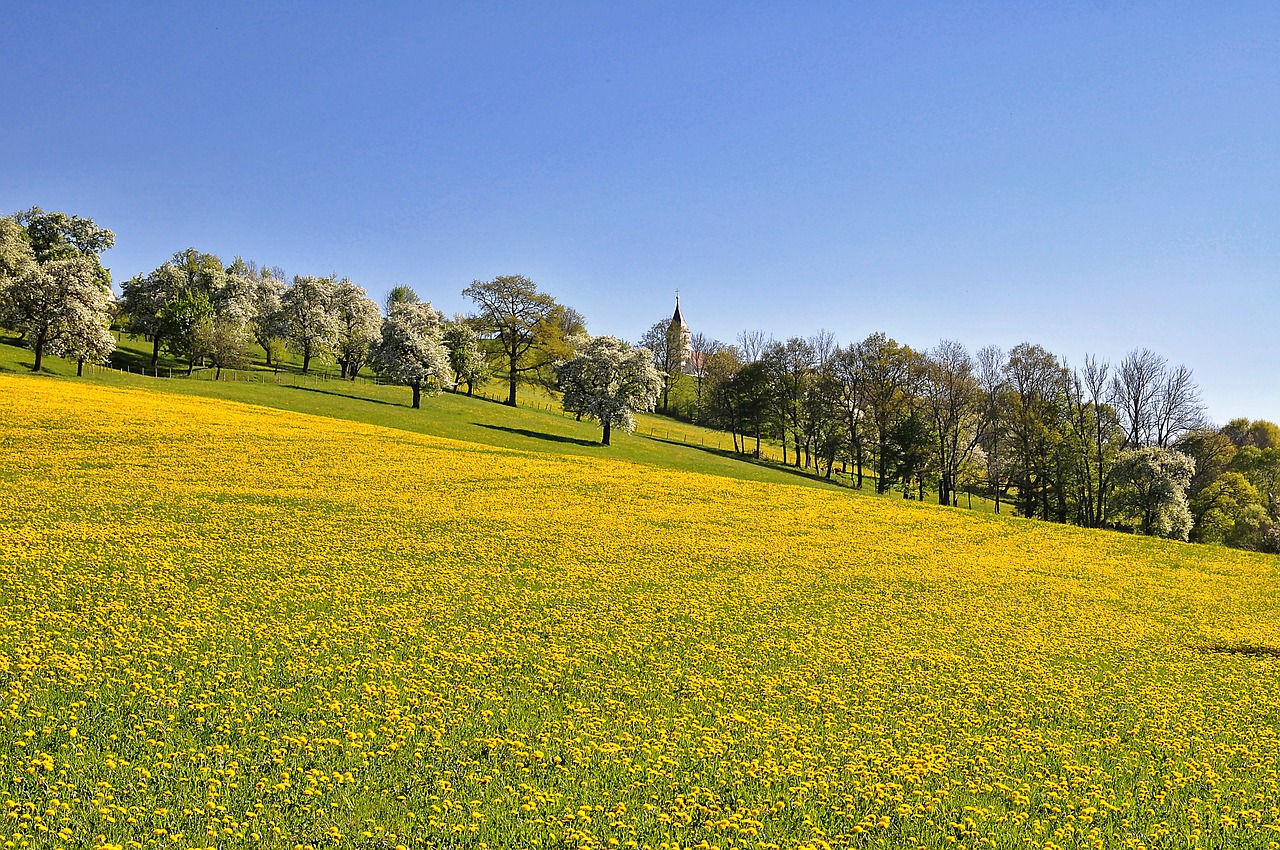 nature  landscape  meadow free photo