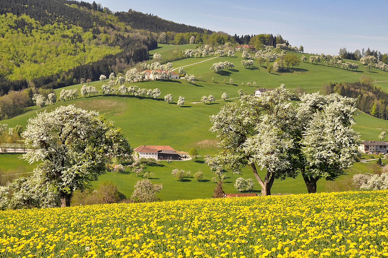 nature  landscape  spring free photo