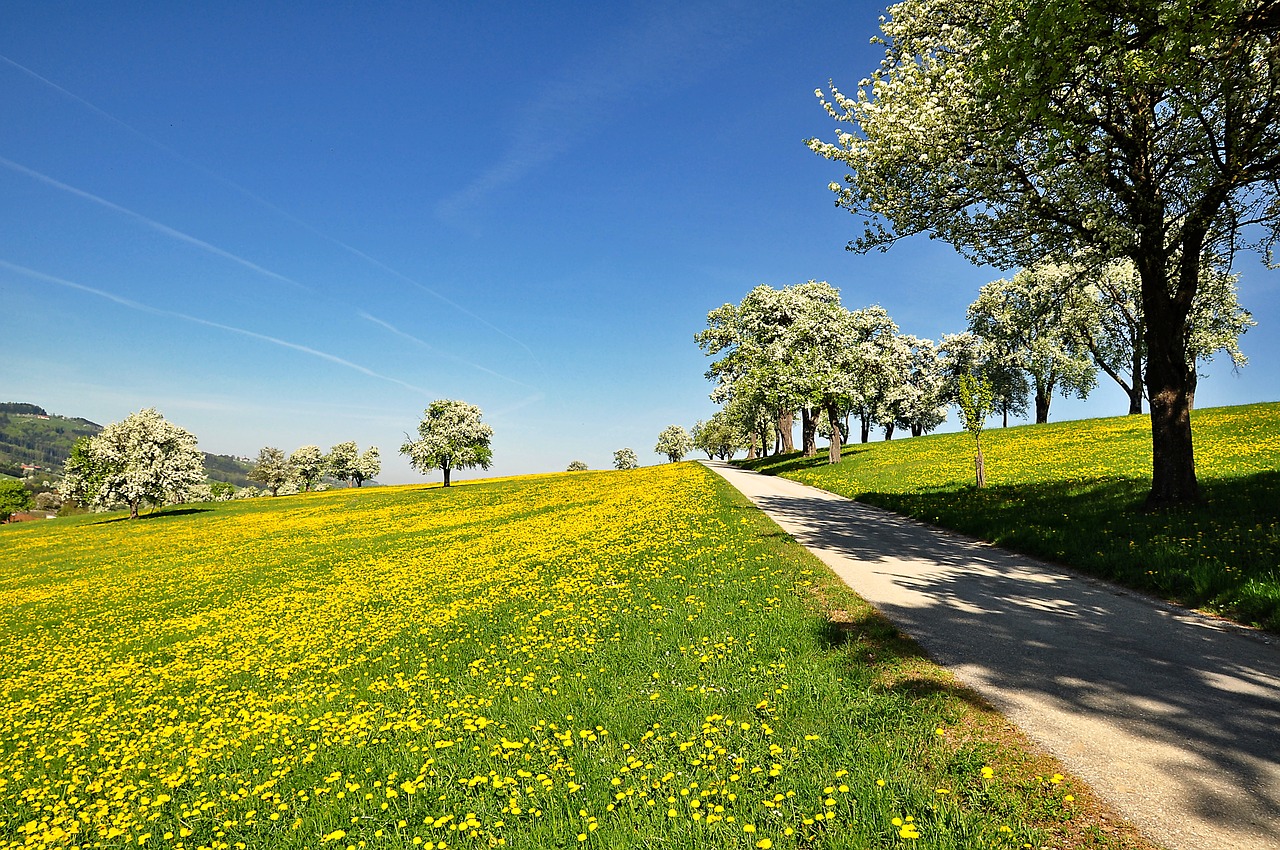 nature  landscape  spring free photo