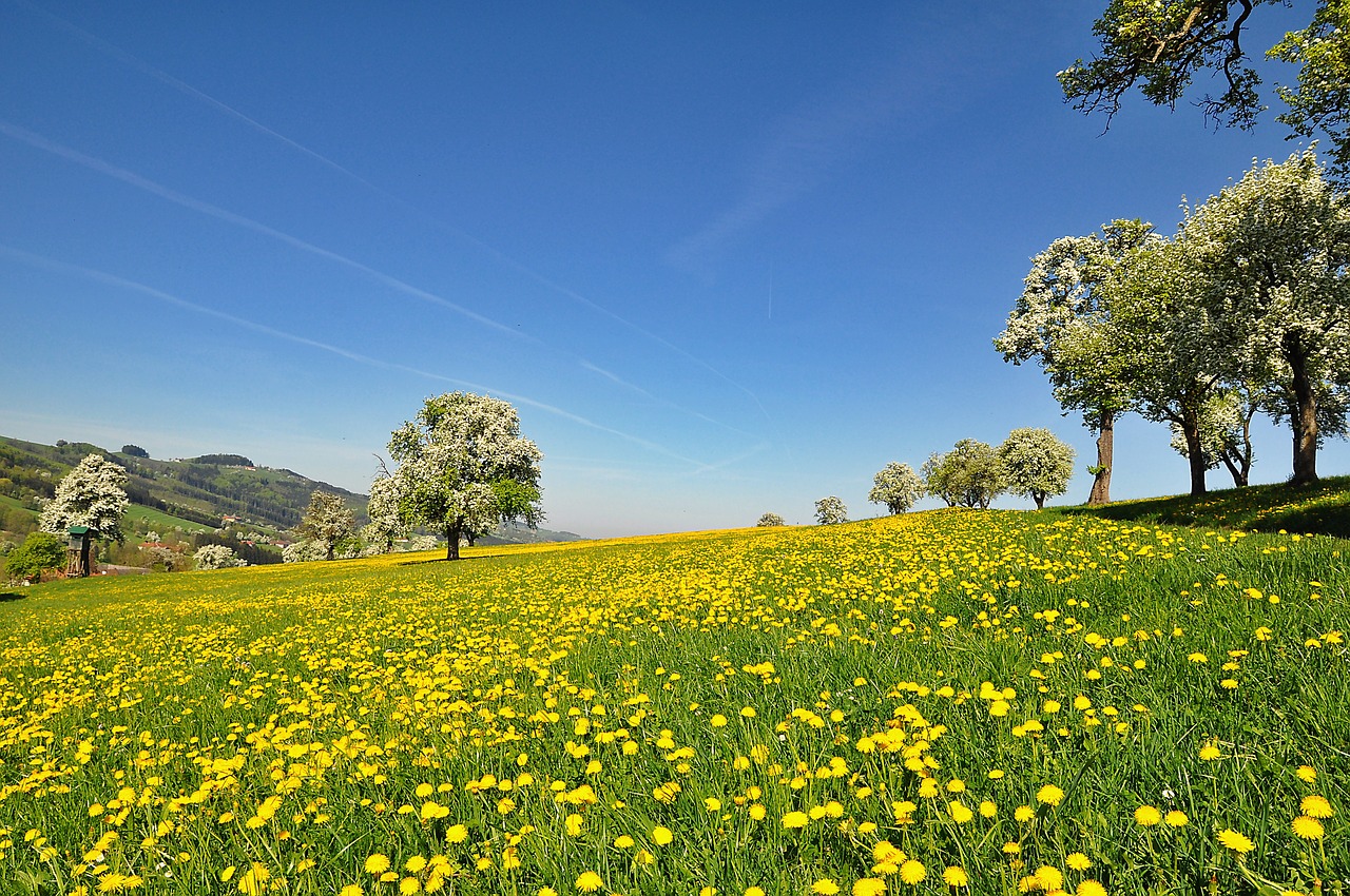 nature  landscape  spring free photo