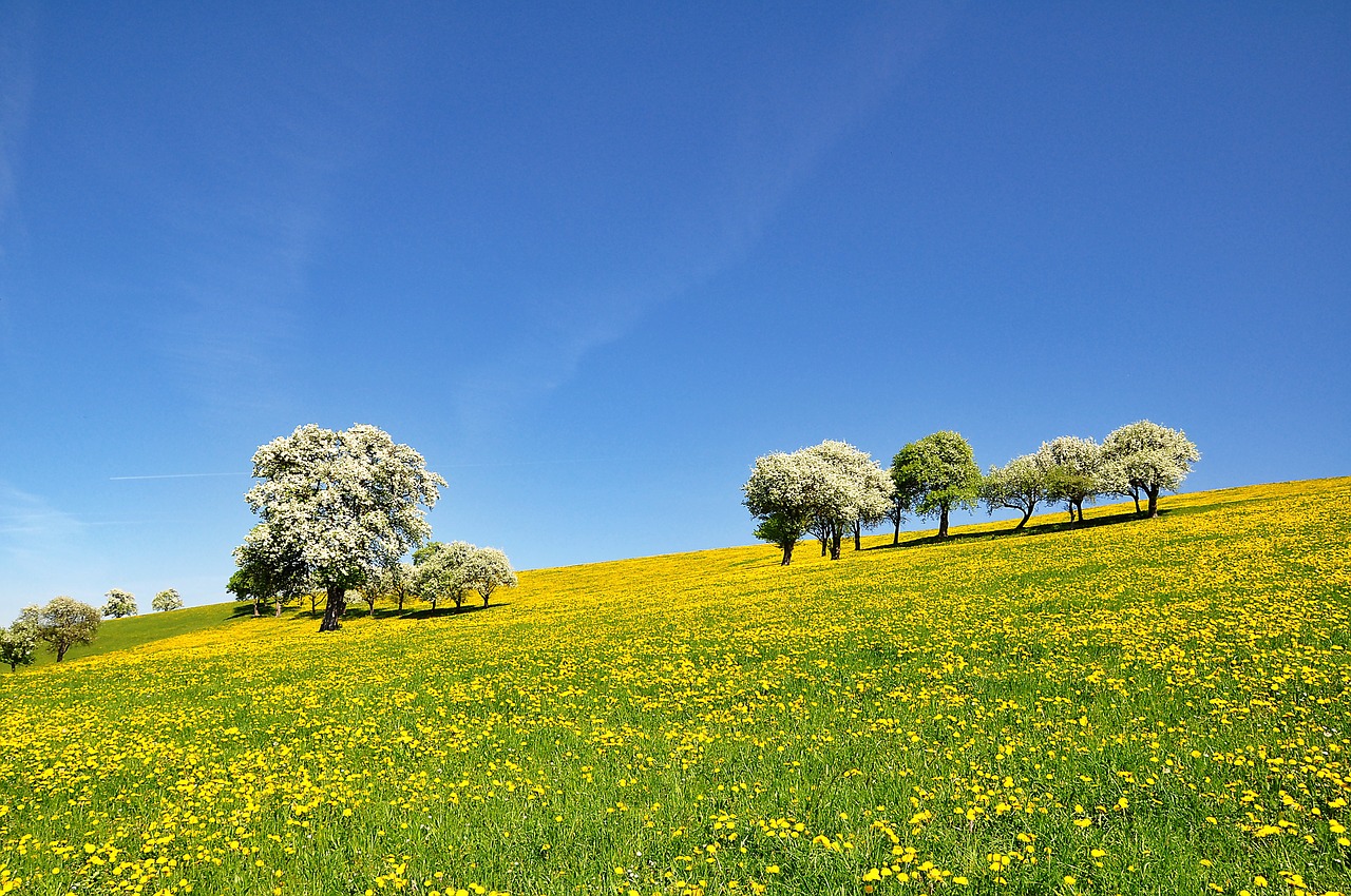 nature  landscape  spring free photo