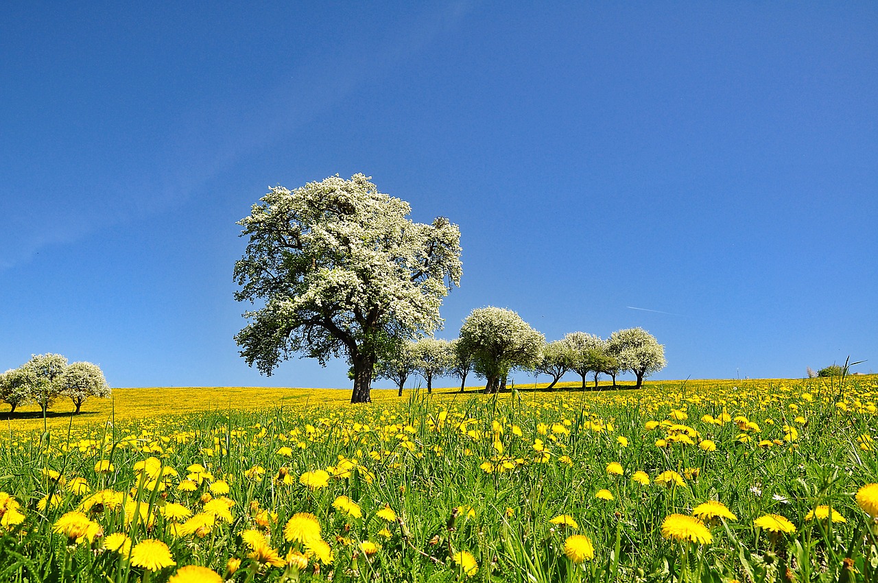 nature  landscape  spring free photo