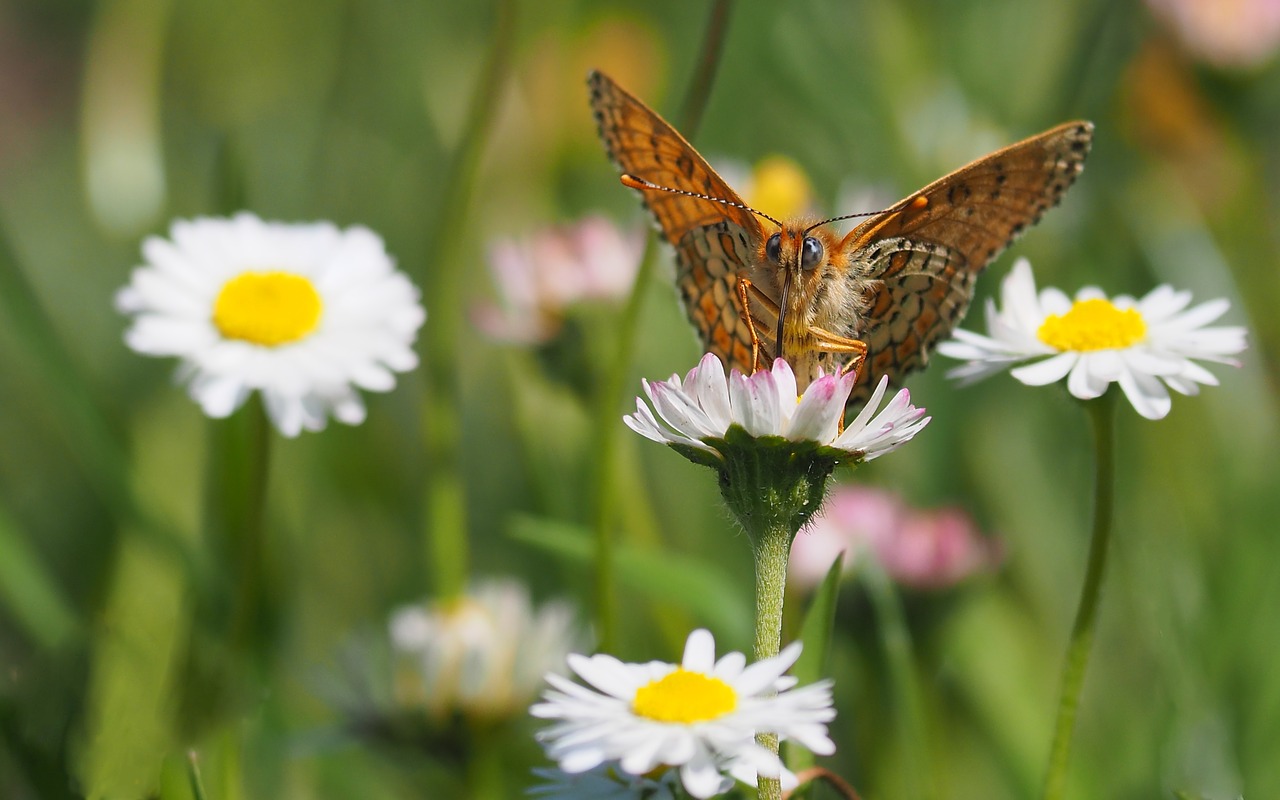 nature  insects  butterfly free photo