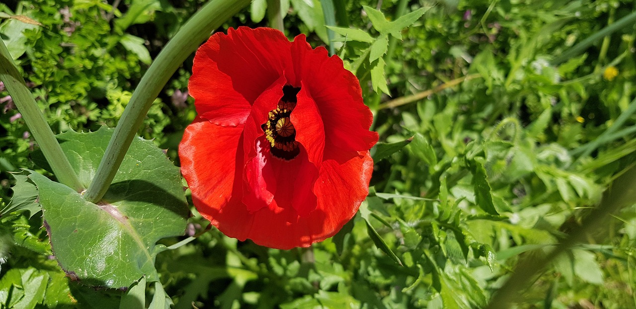 nature  plant  flower free photo