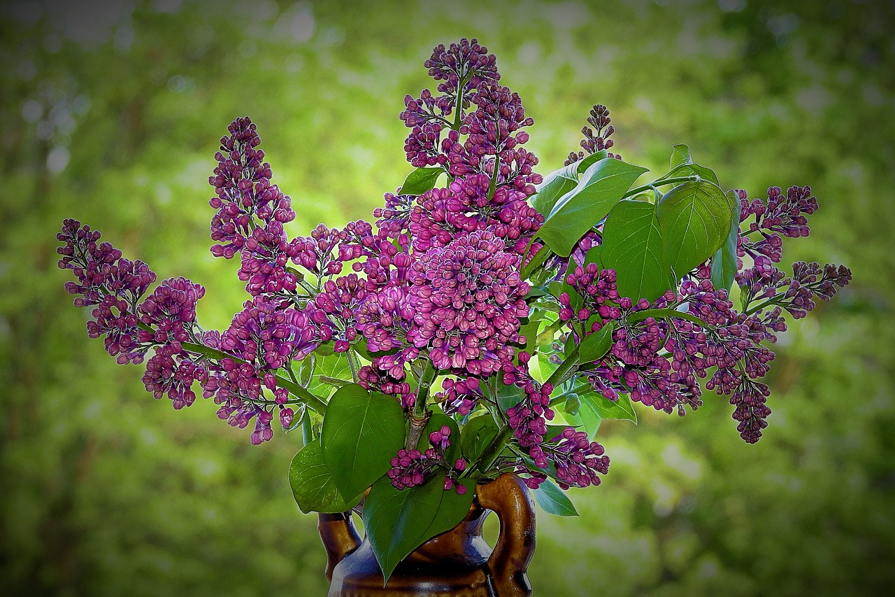 nature  lilac flower free pictures free photo