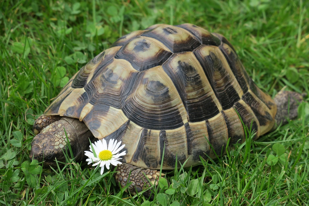 nature  turtle  reptile free photo