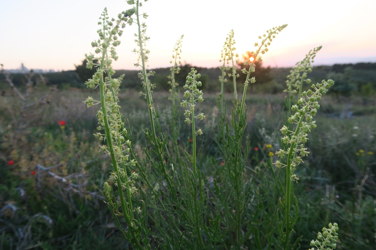 nature  plant  sunset free photo