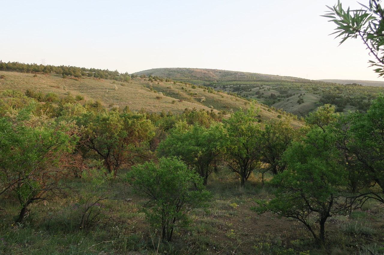 nature  mountain  tree free photo