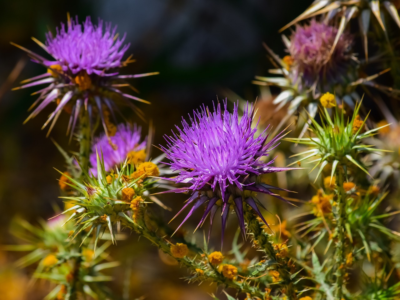 nature  flower  flora free photo