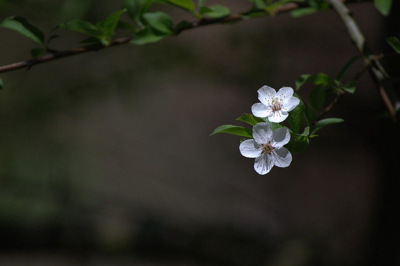 nature  spring  slovakia free photo