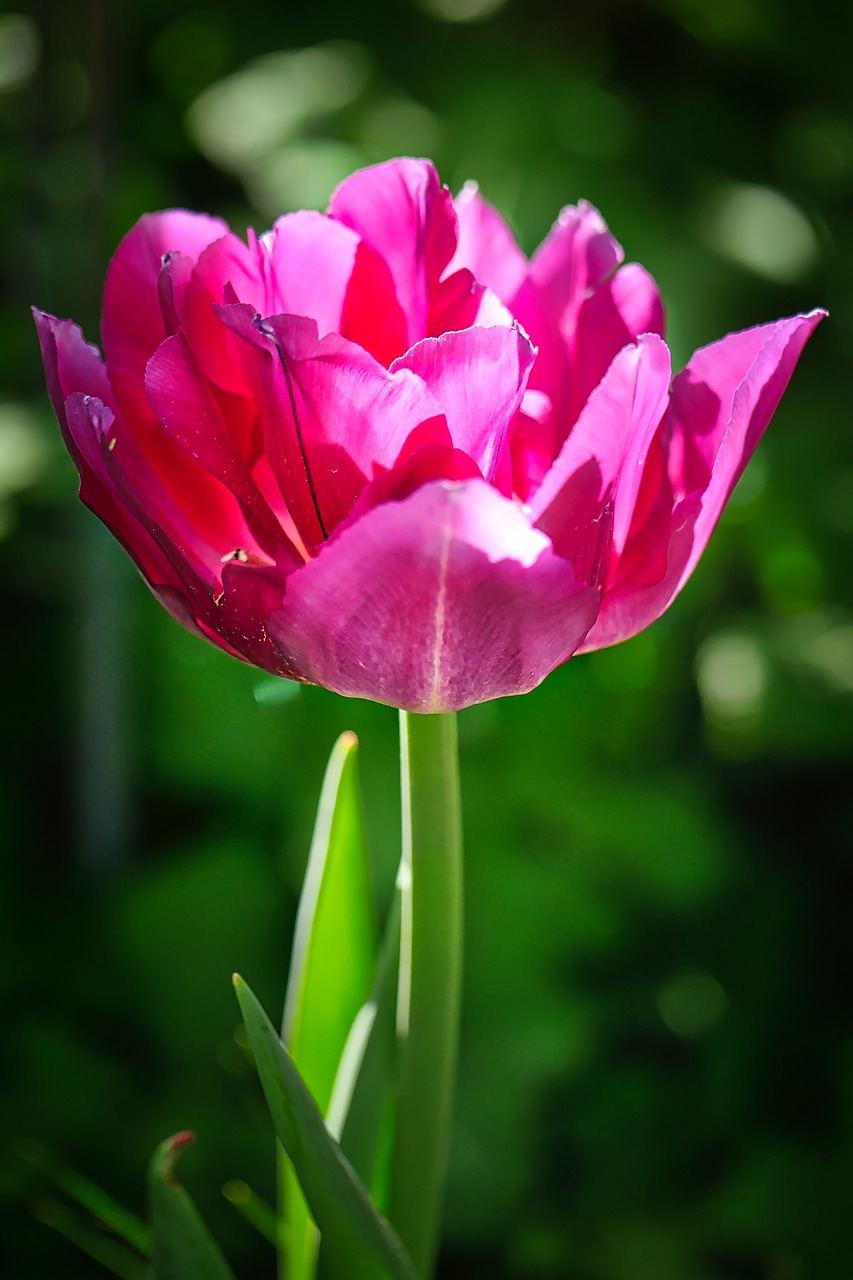 nature  flower  plant free photo