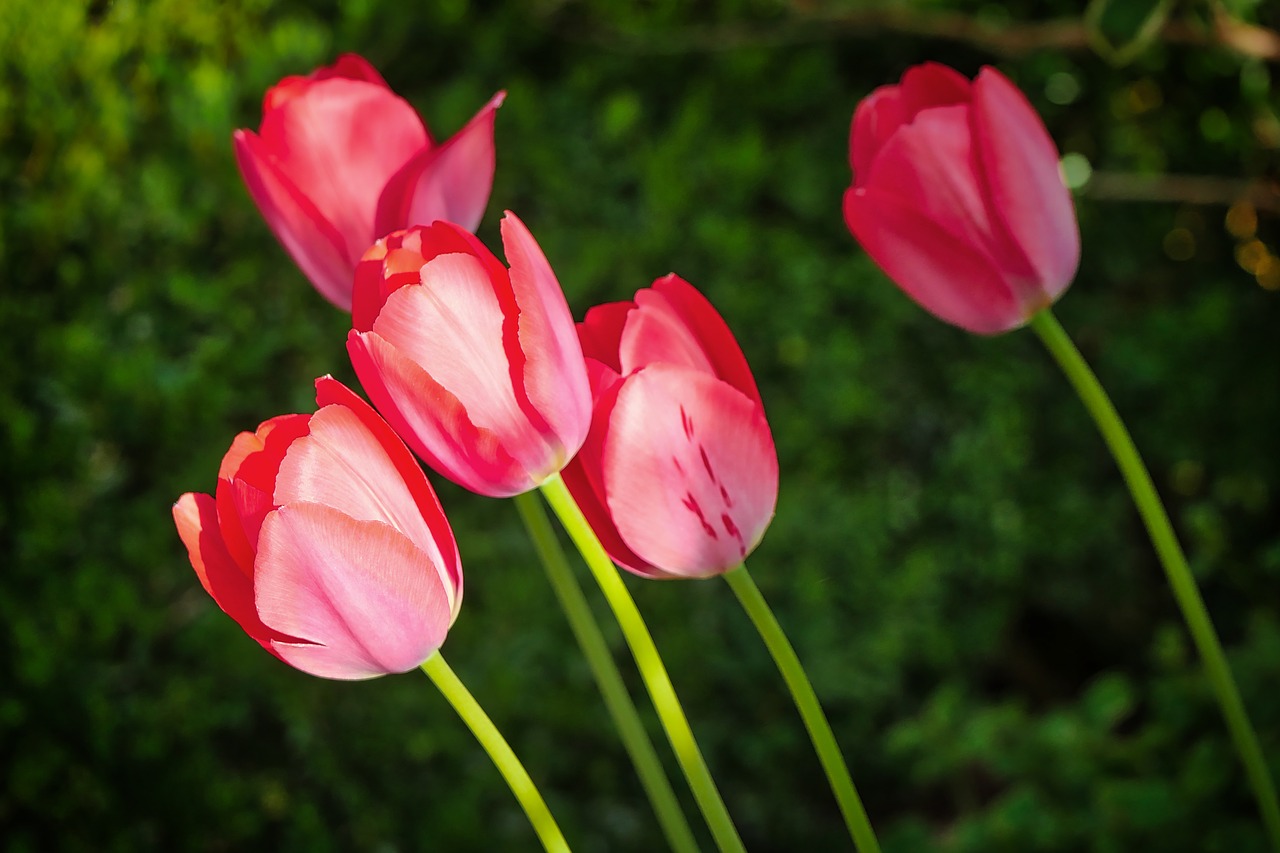 nature  flower  plant free photo