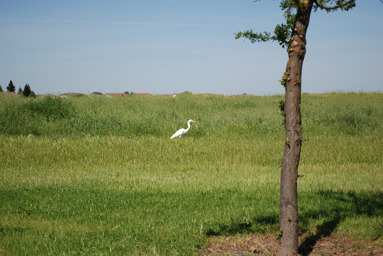 nature  landscape  grass free photo