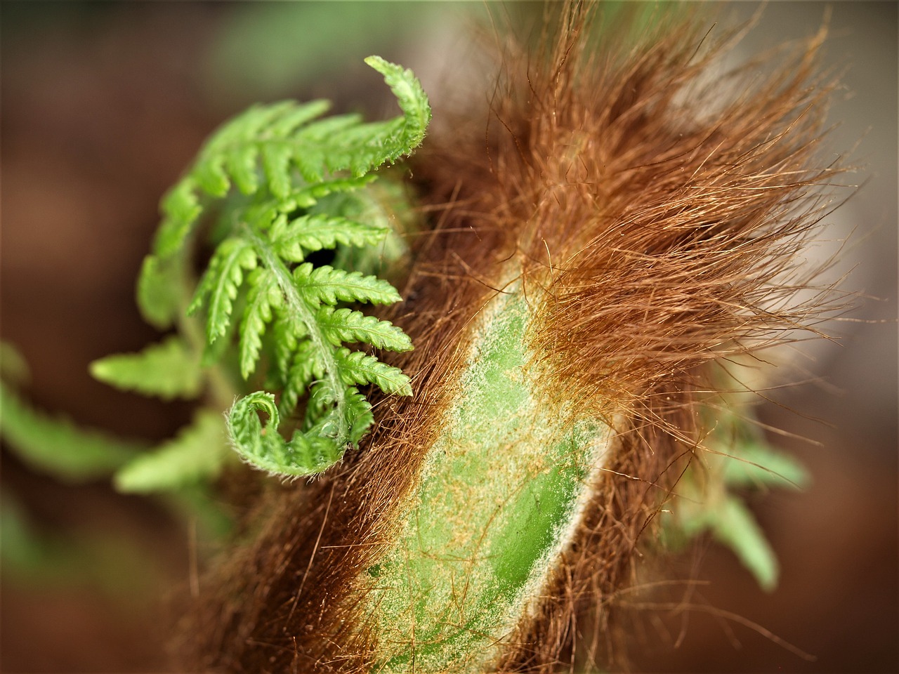 nature  flora  closeup free photo