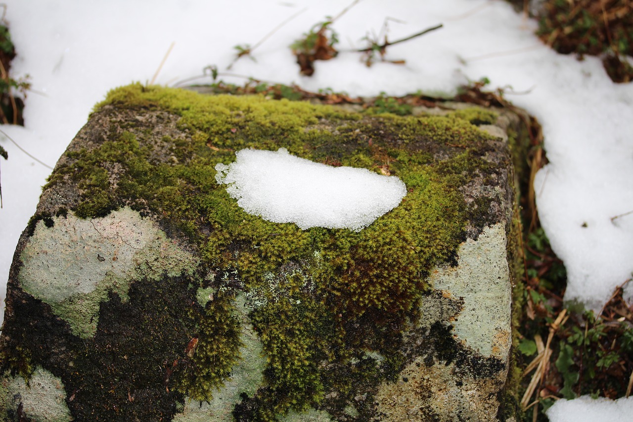 nature  water  outdoors free photo