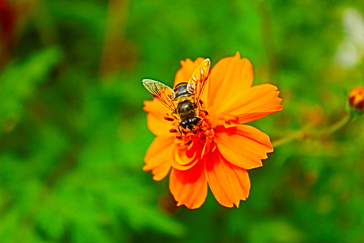 nature  insect  summer free photo