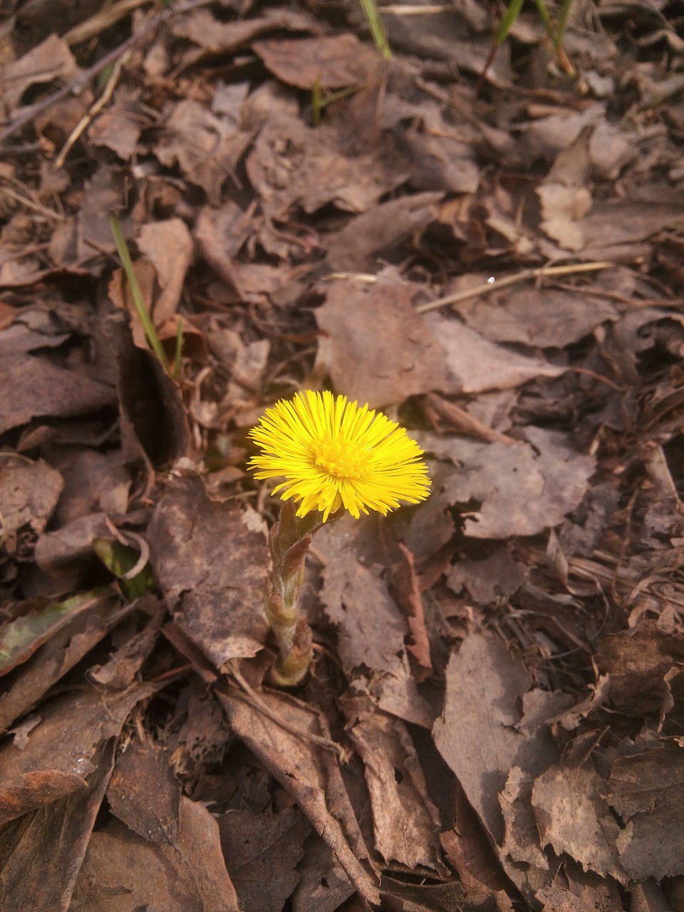 nature  plant  wood free photo