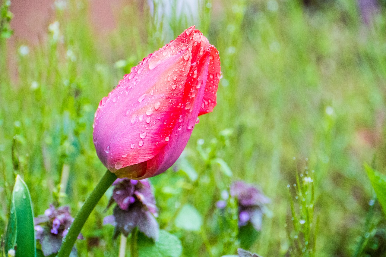 nature  flower  flora free photo