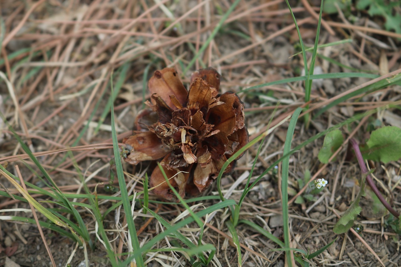 nature  plant  outdoor free photo