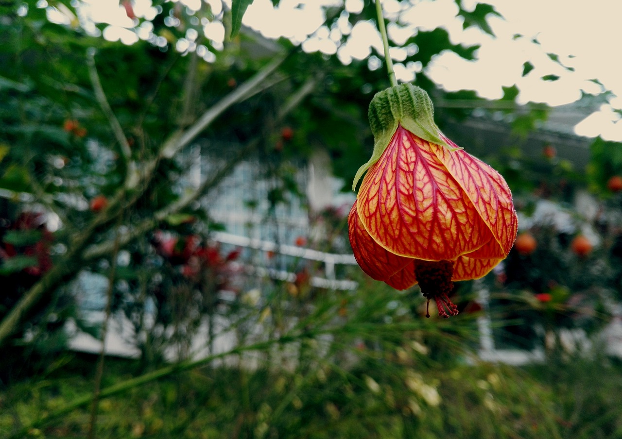 nature  flower  leaf free photo