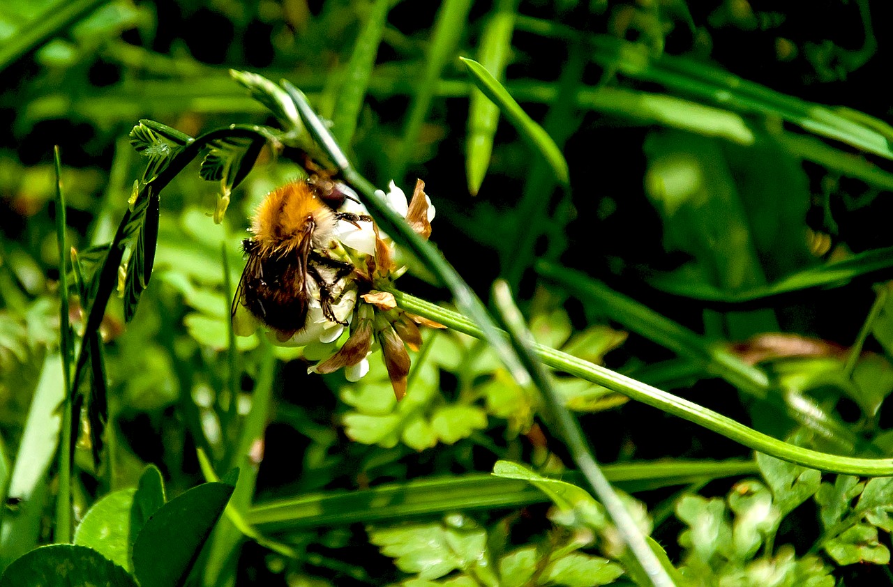 nature  plant  insect free photo