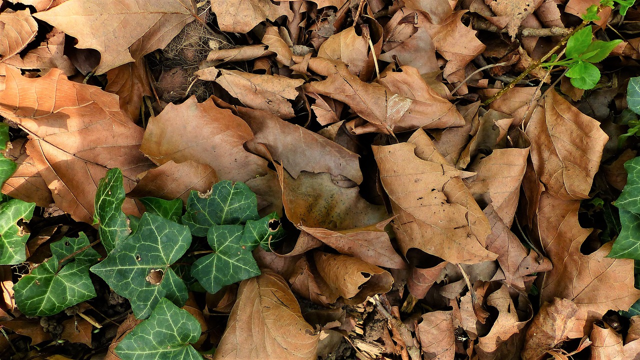 nature  leaf  fall free photo