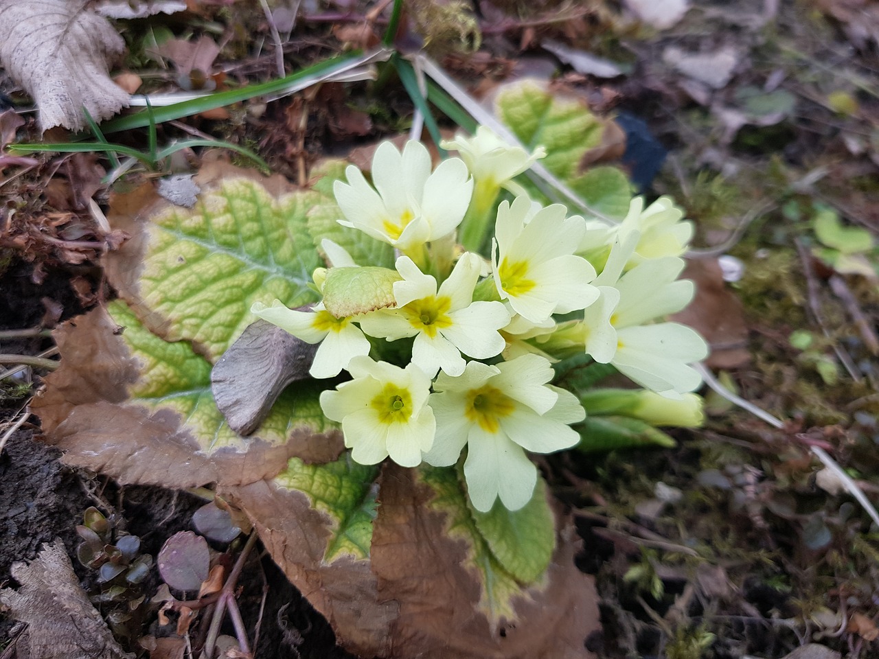 nature  plant  flower free photo