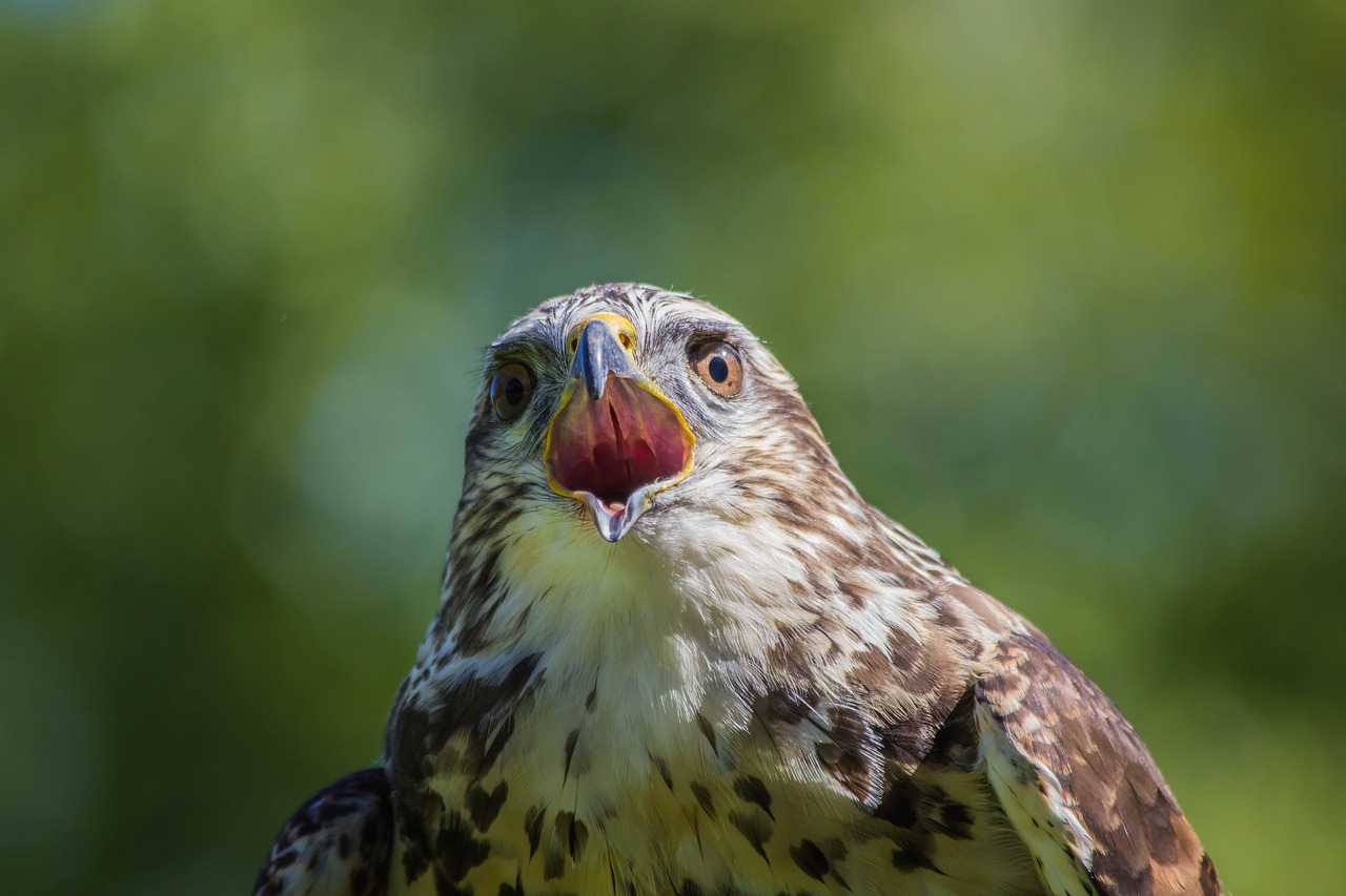 nature  wild life  birds free photo