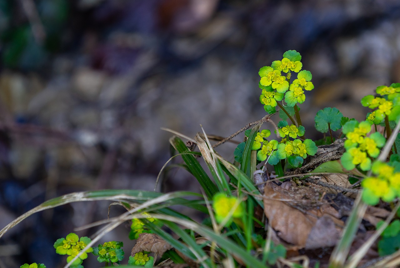 nature  plant  leaf free photo