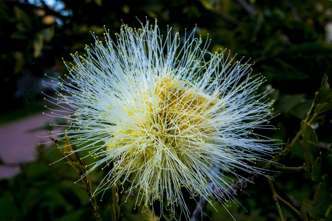 nature  plant  flower free photo