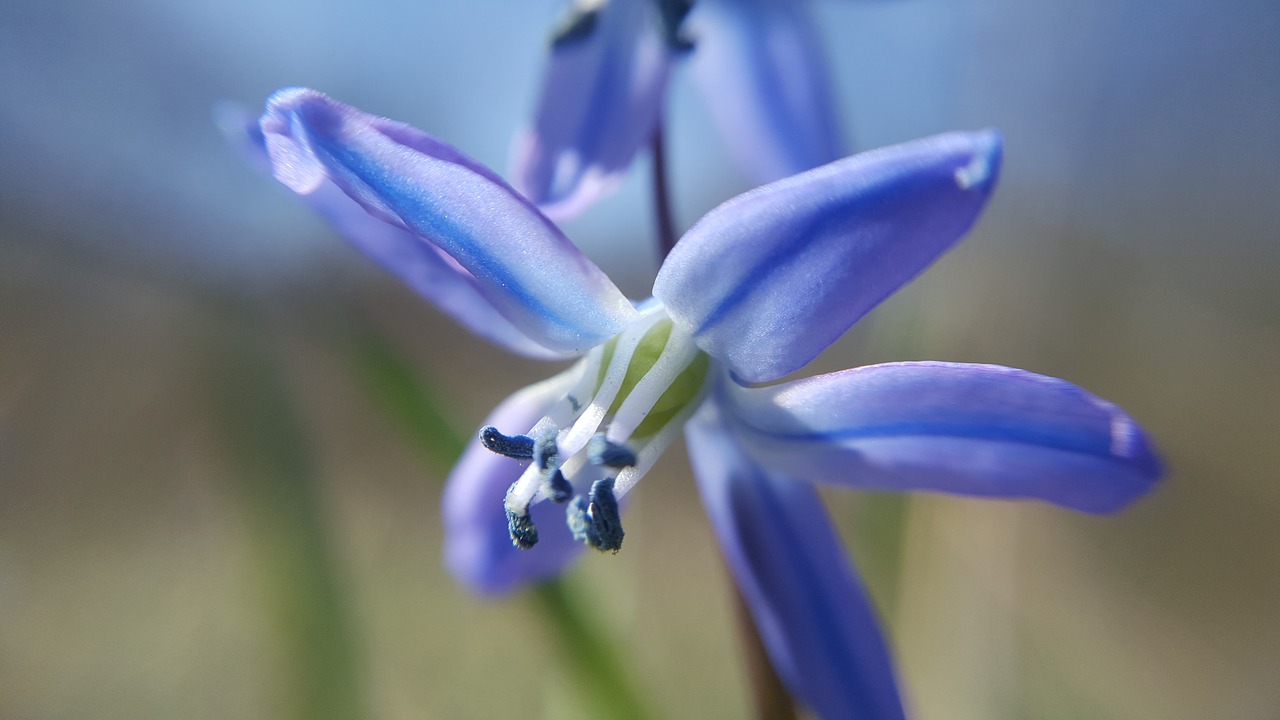 nature  plant  flower free photo