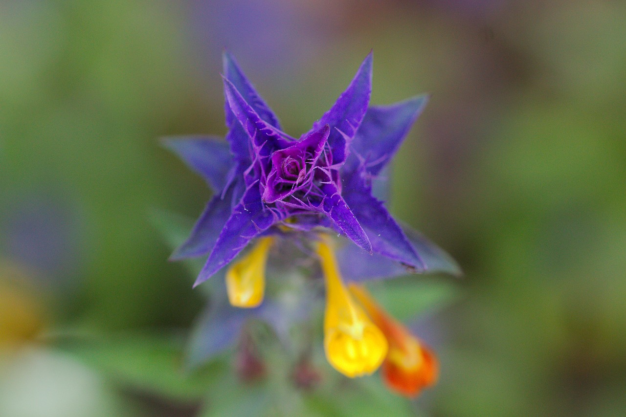 nature  flower  plant free photo