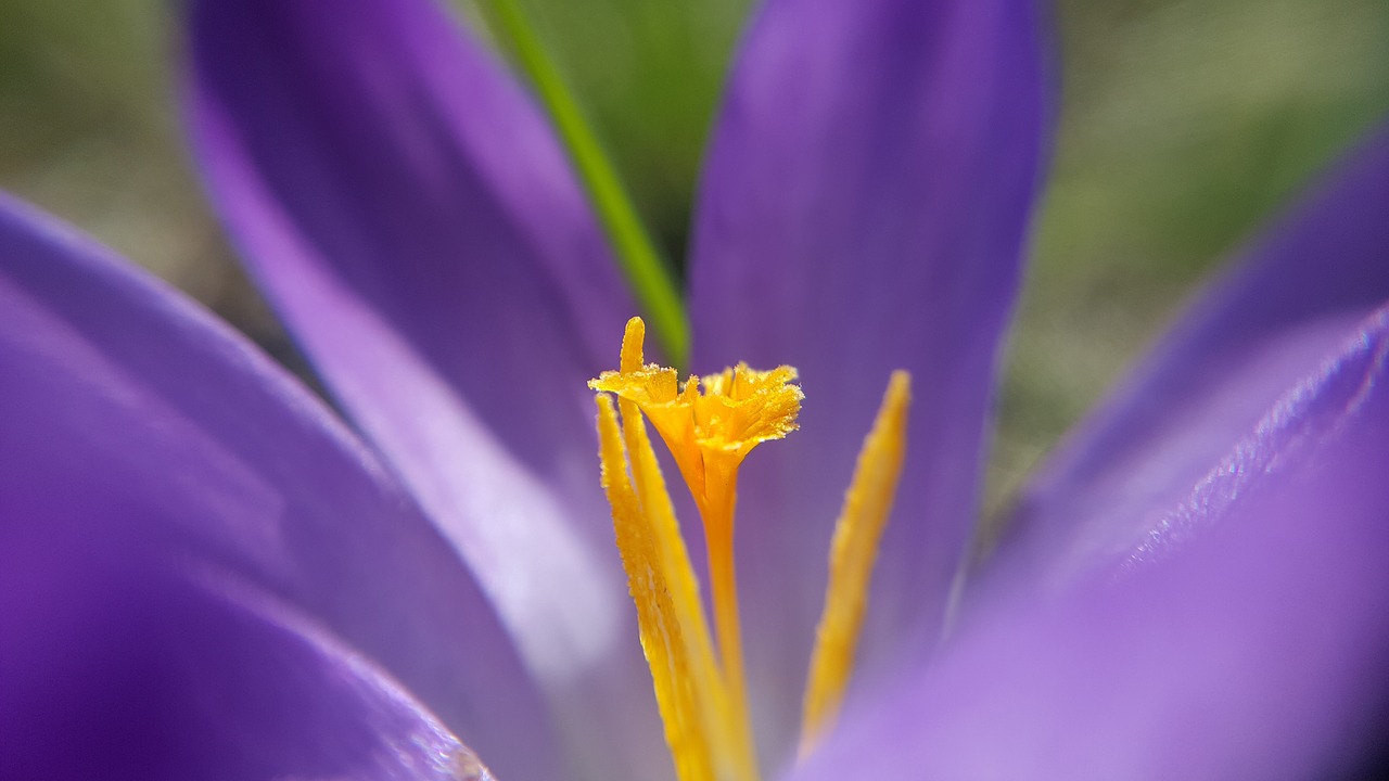 nature  flower  plant free photo