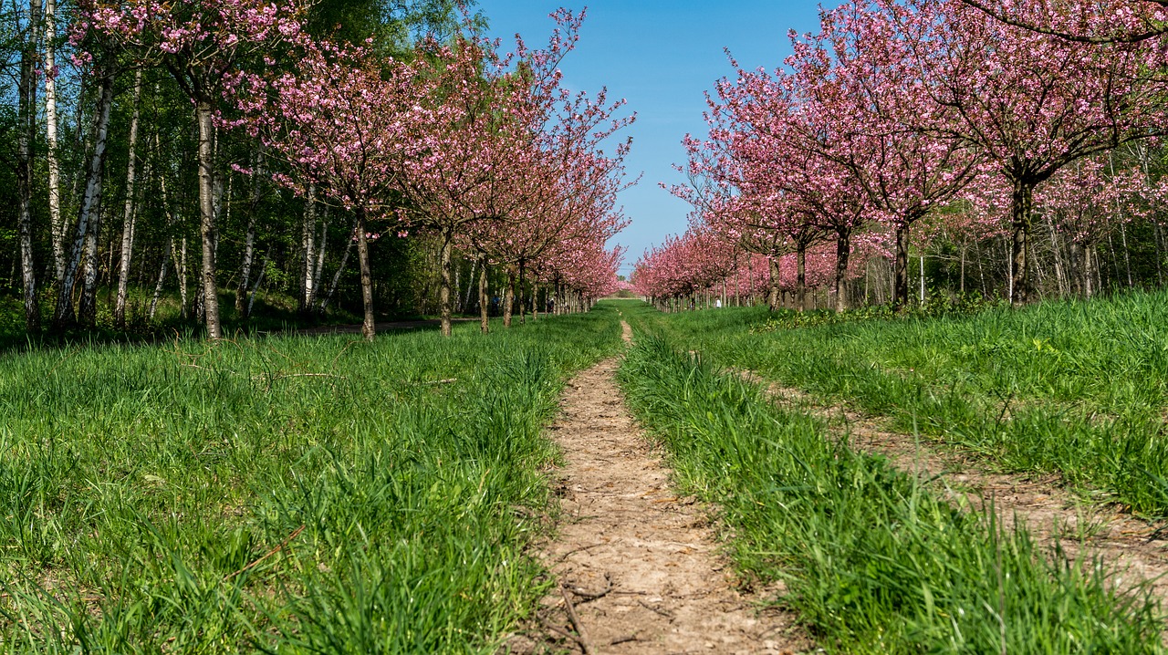 nature  season  trees free photo