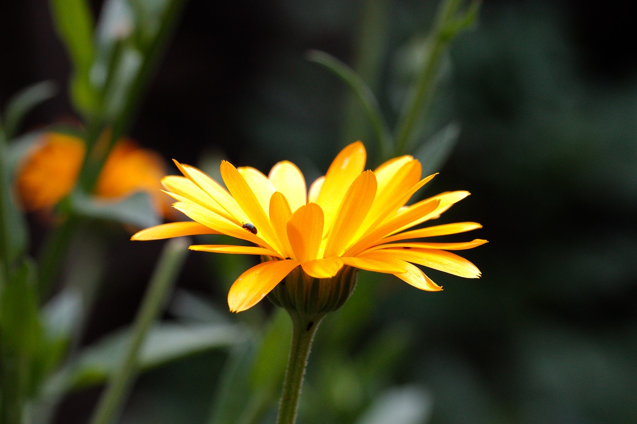 nature  flower  plant free photo