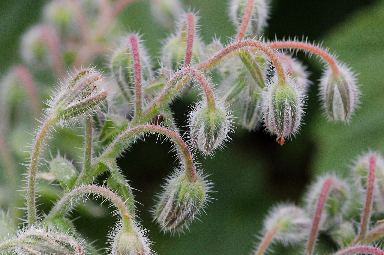 nature  close up  plant free photo