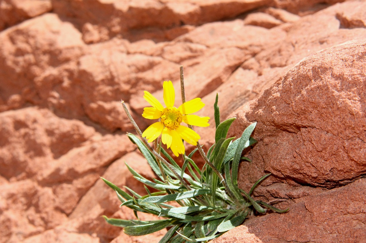 nature  rock  flower free photo