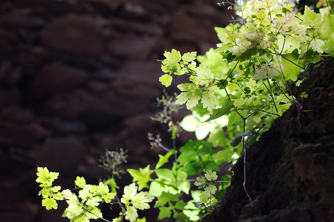 nature  plant  leaf free photo