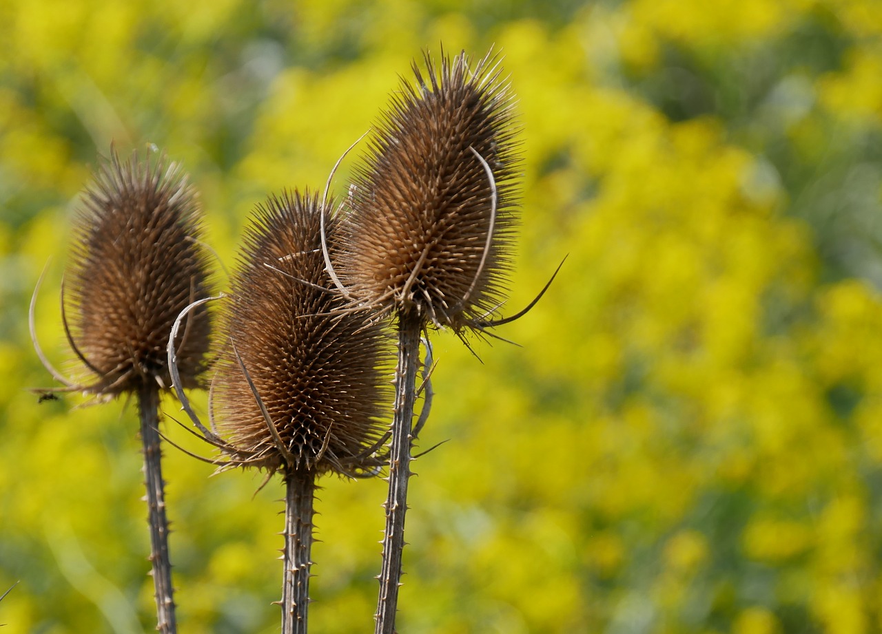 nature  plant  summer free photo