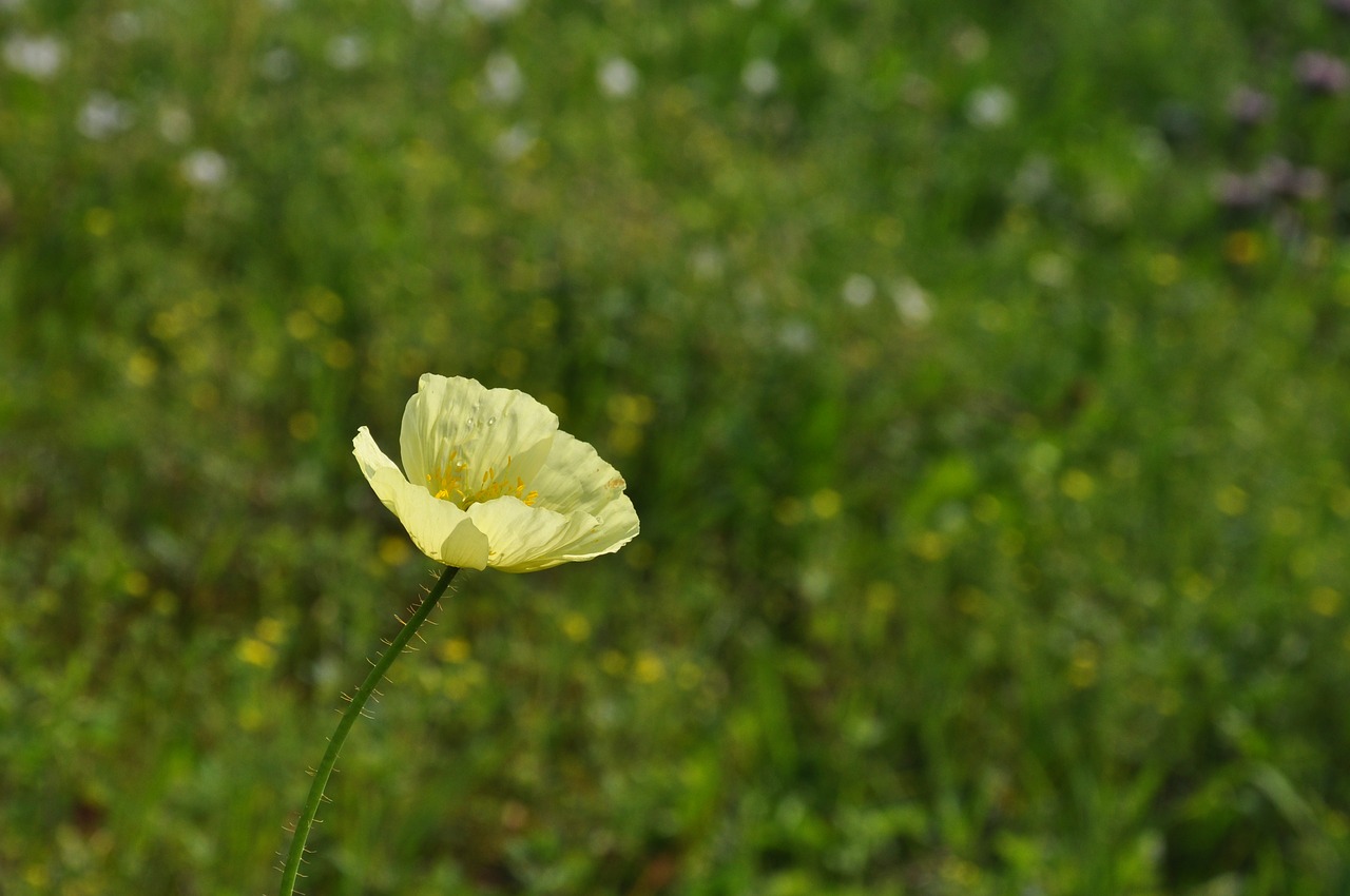 nature  plant  summer free photo