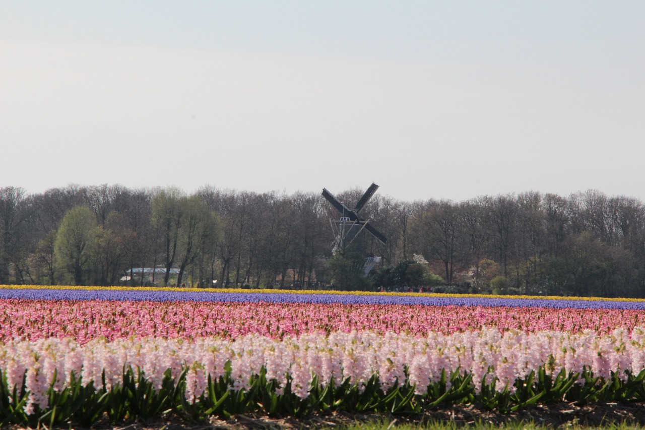 nature  landscape  flower free photo